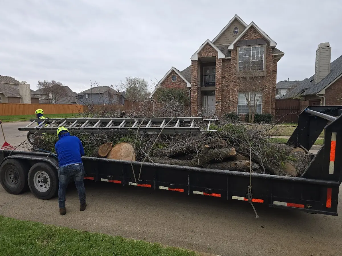 Expert Tree Fertilization with proper safety equipment in Hamilton